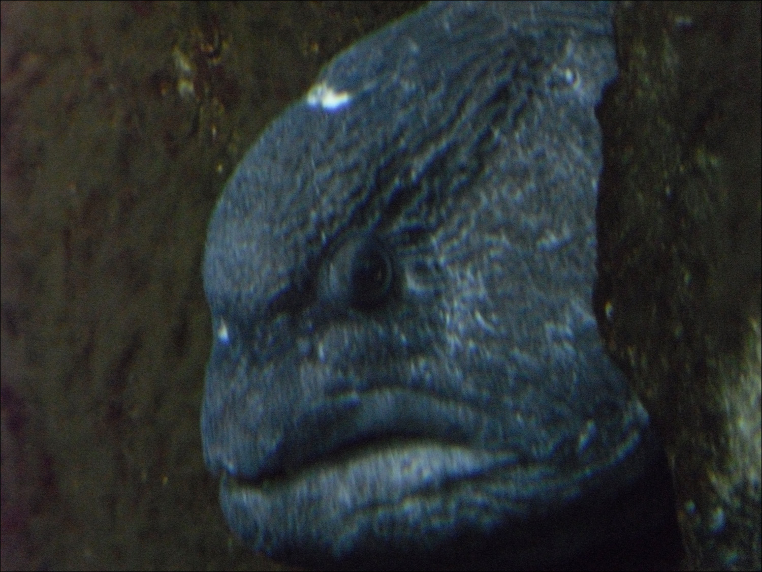 Newport, OR- Oregon Coast Aquarium-wolf eel